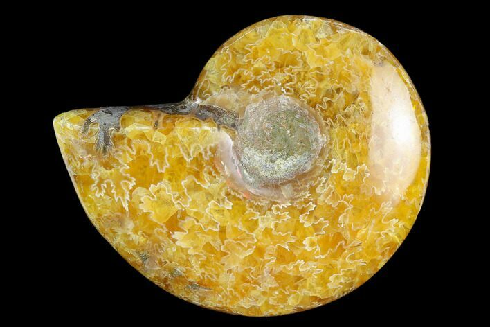 Polished, Agatized Ammonite (Cleoniceras) - Madagascar #119034